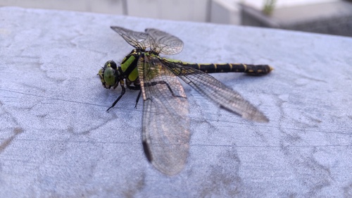 Nihonogomphus viridis