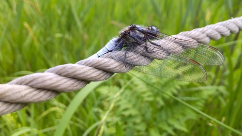 Orthetrum japonicum