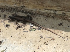 Stenocercus ornatissimus