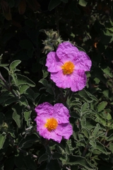 Cistus creticus corsicus
