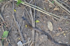 Aparallactus capensis