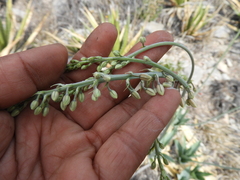 Hemiphylacus latifolius, photograph (c) Leticia Jiménez Hernández, some rights reserved (CC BY-SA)