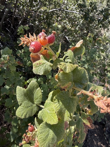 Ribes indecorum, 2026-06-19