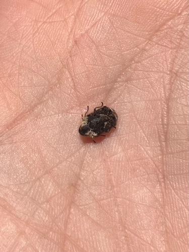 iNaturalist observation photo of Water, Rove, Scarab, Long-horned, Leaf, and Snout Beetles