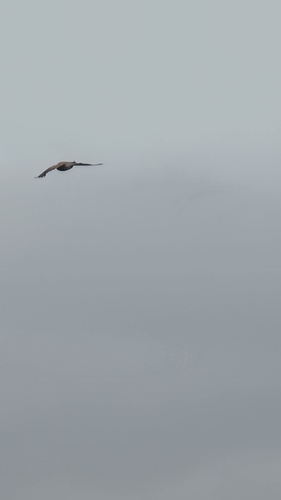 Eurasian Kestrel