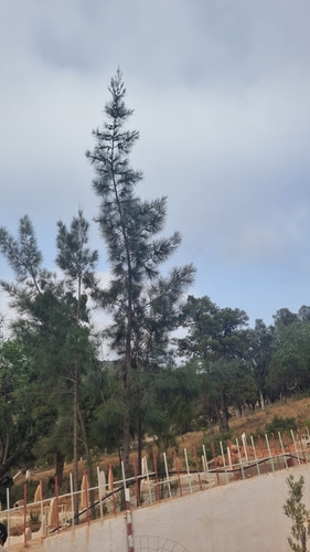 River sheoak