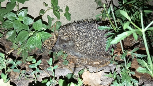Northern White-breasted Hedgehog