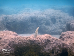 Acanthurus triostegus sandvicensis