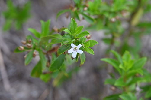 Capraria biflora, photograph 5