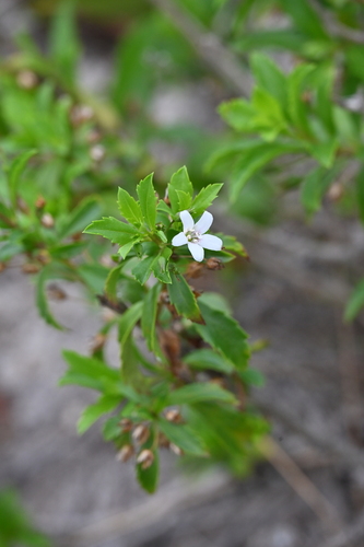 Capraria biflora, photograph 6