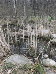 Salix × reichardtii
