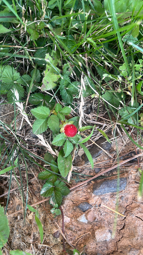 mock strawberry