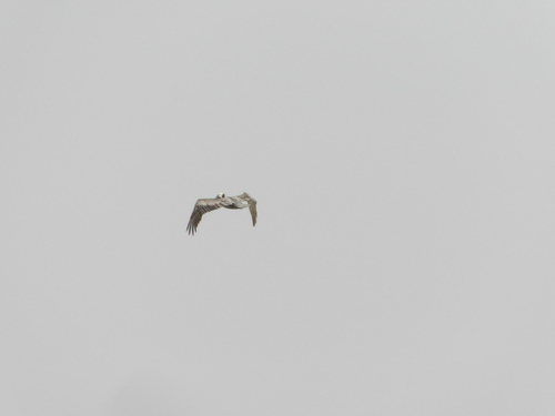 Brown Pelican