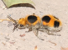 Dasymutilla cressoni