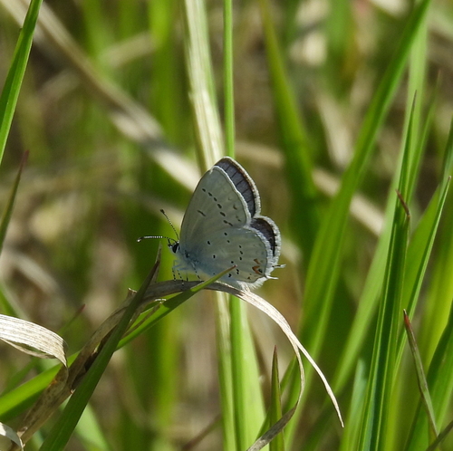 Western Tailed-blue