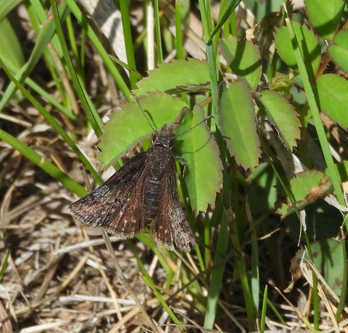 Dreamy Duskywing