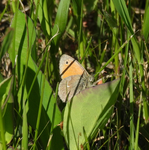 Common Ringlet