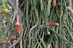 Selenicereus pteranthus