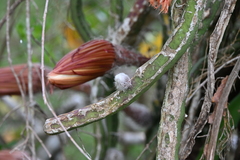 Selenicereus pteranthus, photograph author not stated, no rights reserved