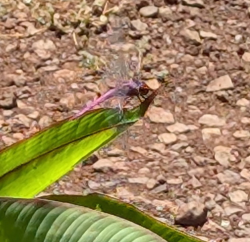Rosaceae, 2026-06-19