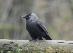 Corvus monedula
