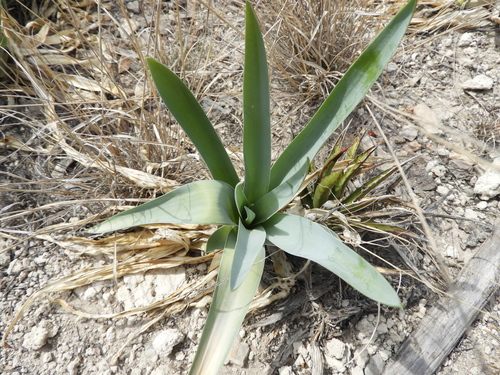 Hemiphylacus latifolius, photograph 4