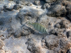 Acanthurus triostegus sandvicensis