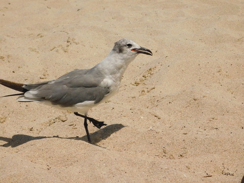 Laughing Gull