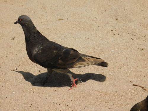 Rock Pigeon