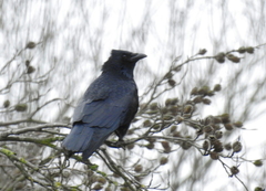 Corvus corone