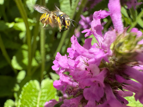 European Woolcarder Bee