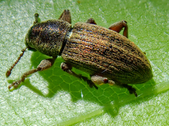 Polydrusus marginatus