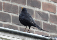 Turdus merula