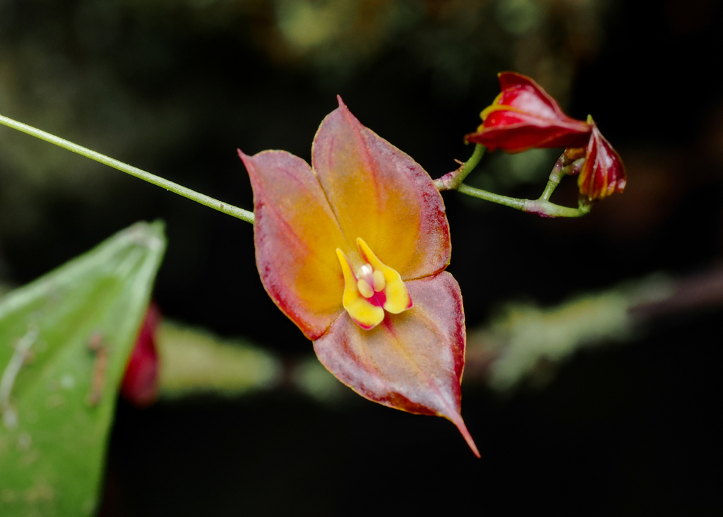 Lepanthes wendlandii