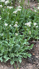 Valeriana californica, photograph (c) Bruce Homer-Smith, some rights reserved (CC BY)