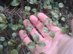 Rubus australis