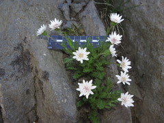 Leucheria papillosa