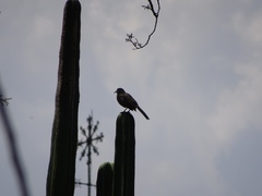Toxostoma curvirostre