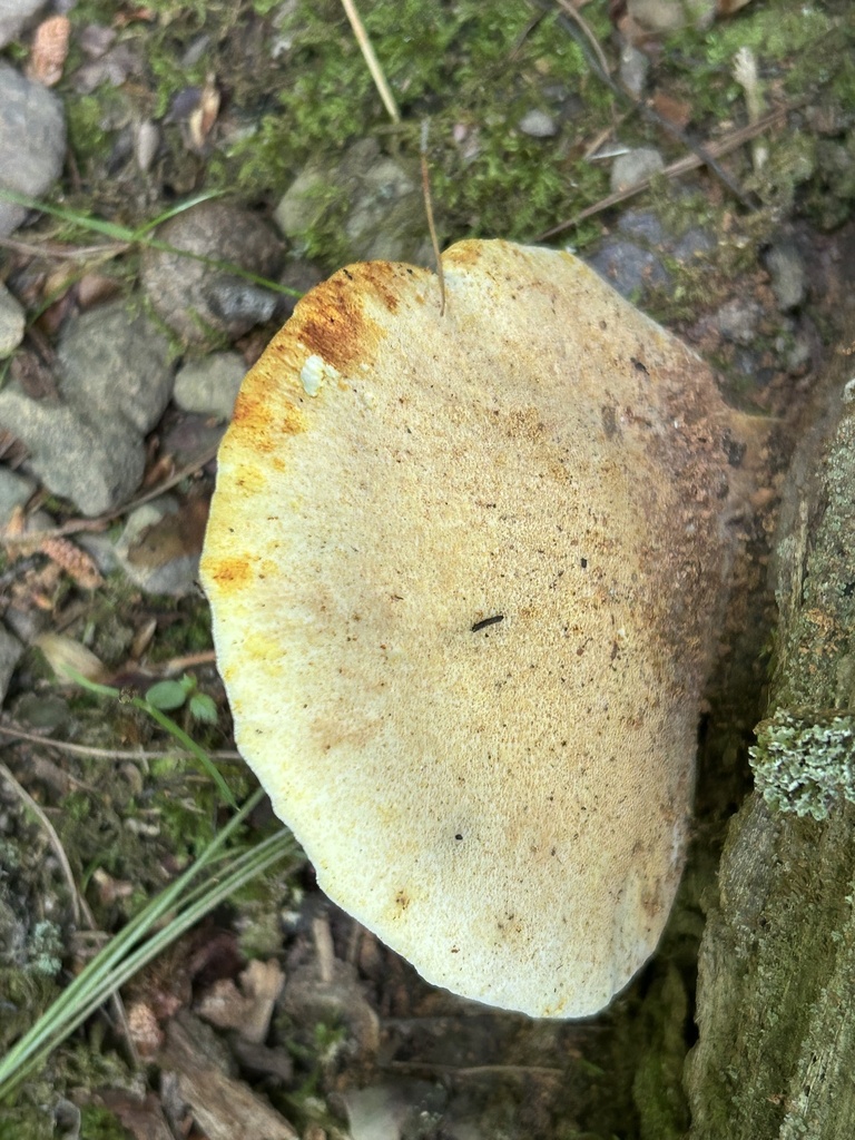 Oak polypore · June 2026 · photo: Photo: no rights reserved · iNaturalist