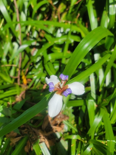 Trimezia candida, 2026-06-19