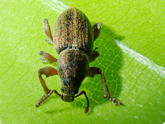 Polydrusus marginatus