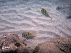 Acanthurus triostegus sandvicensis