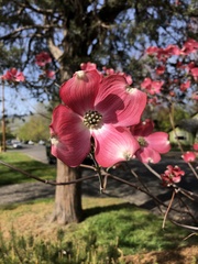 Cornus florida rubra