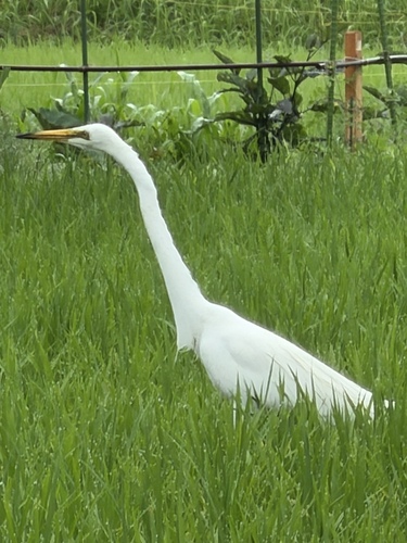 Great Egret