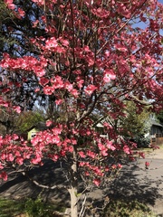Cornus florida rubra