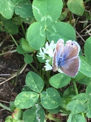 Echinargus