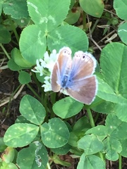 Echinargus