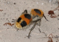 Dasymutilla cressoni