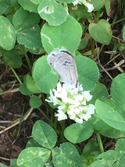 Echinargus
