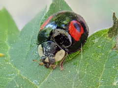 Harmonia axyridis